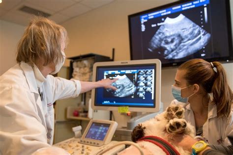 Radiobiology for veterinarians .